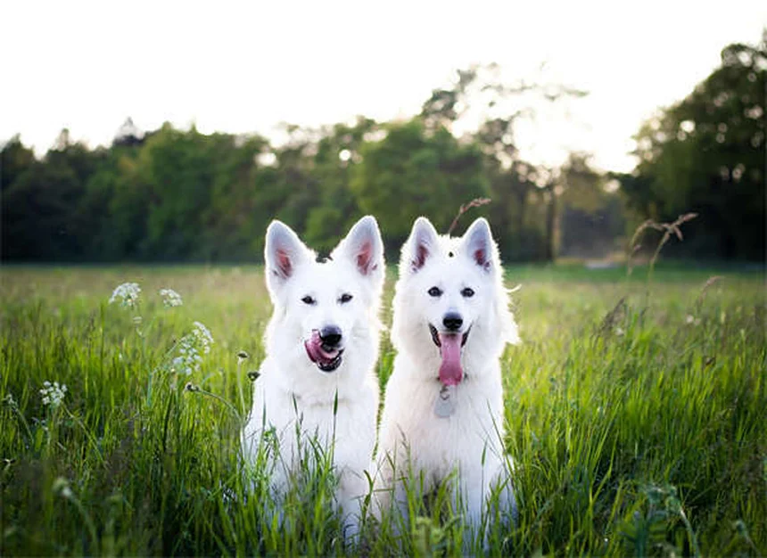 犬のダイエット、始める前に知っておくべき5つの健康メリット