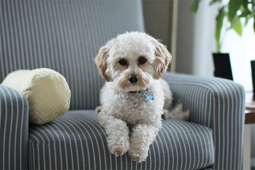 犬のダイエット、始める前に知っておくべき5つの健康メリット