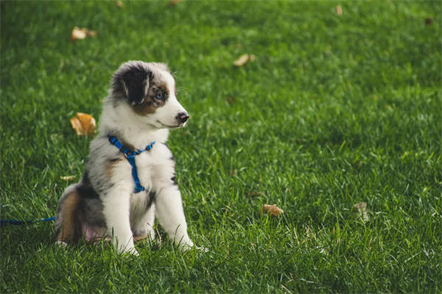 野良犬を見つけたら？安全で確実な救助方法を徹底解説