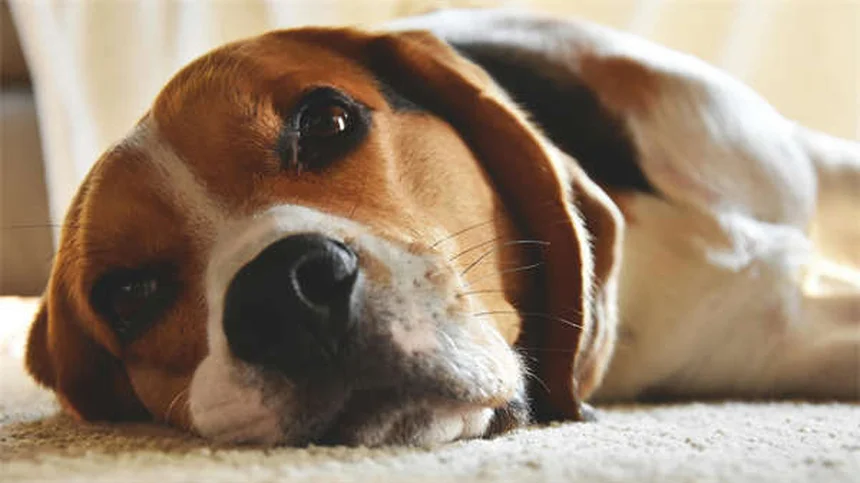 犬の第六感、科学が証明！感情を読む能力と活用法