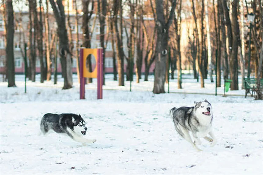 犬の空気を舐める理由7選｜正常と異常の見分け方