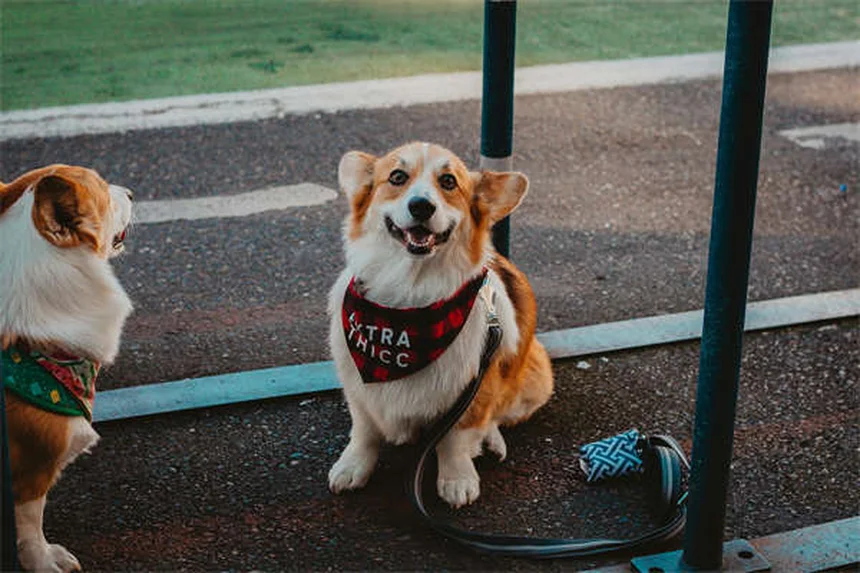 犬の空気を舐める理由7選｜正常と異常の見分け方