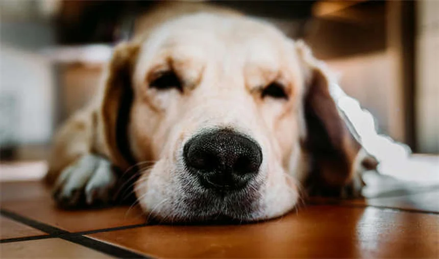ペット歯科保険の選び方：費用を抑えて愛犬の歯を守るコツ