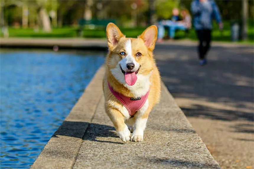 子犬が夜に泣く理由と対策｜実は理由があった！すぐに実践できる5つのコツ