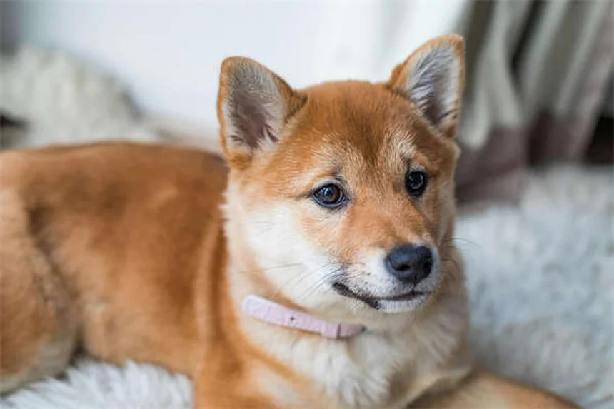 寒さに強い犬14選！雪が好きな犬種を紹介、抜け毛ケア必要