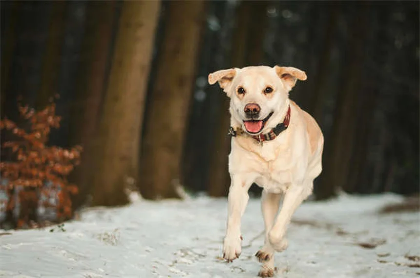 ドッグランでトラブル知らず！犬のマナーを守る5つのコツ