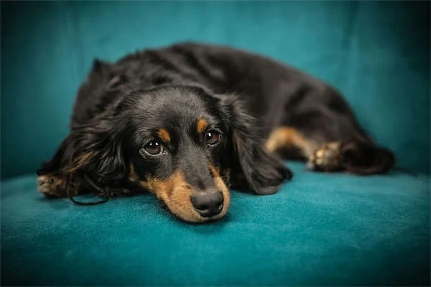 子犬の不安、原因と症状を知ってもう怖がらせない4つの方法