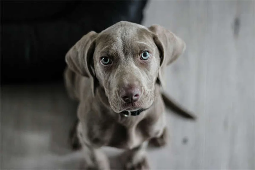 犬が笑うのは嬉しいだけじゃない！プロが教える本当の意味と見分け方
