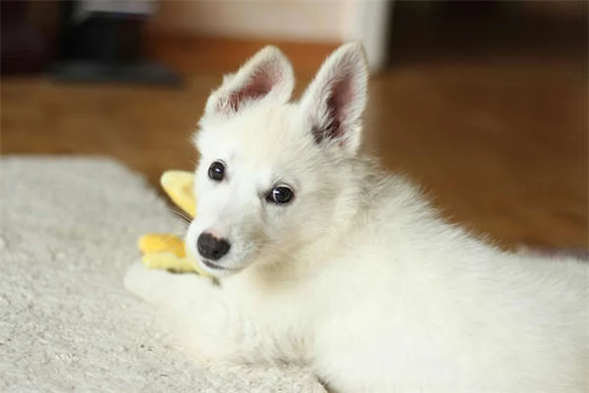 犬が笑うのは嬉しいだけじゃない！プロが教える本当の意味と見分け方