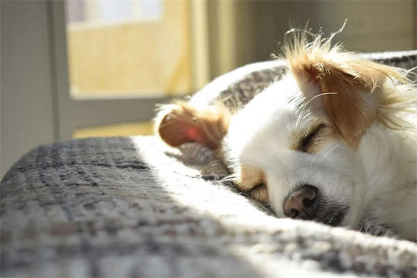 犬が笑うのは嬉しいだけじゃない！プロが教える本当の意味と見分け方