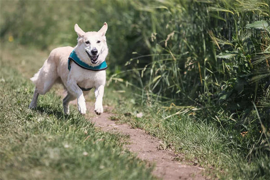 犬が笑うのは嬉しいだけじゃない！プロが教える本当の意味と見分け方
