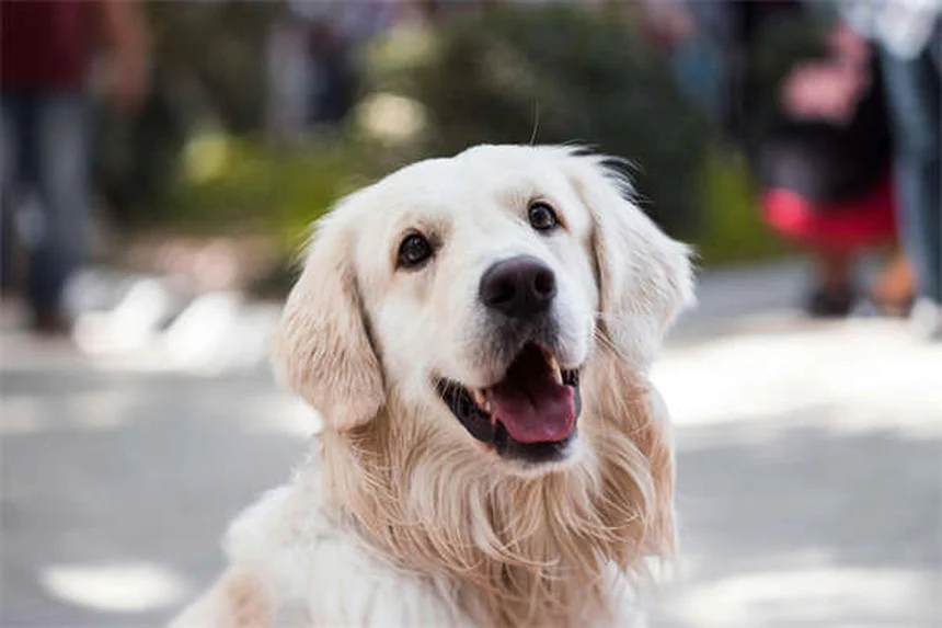 子犬の嘔吐と下痢、原因と病院に行くべきサインを獣医が解説