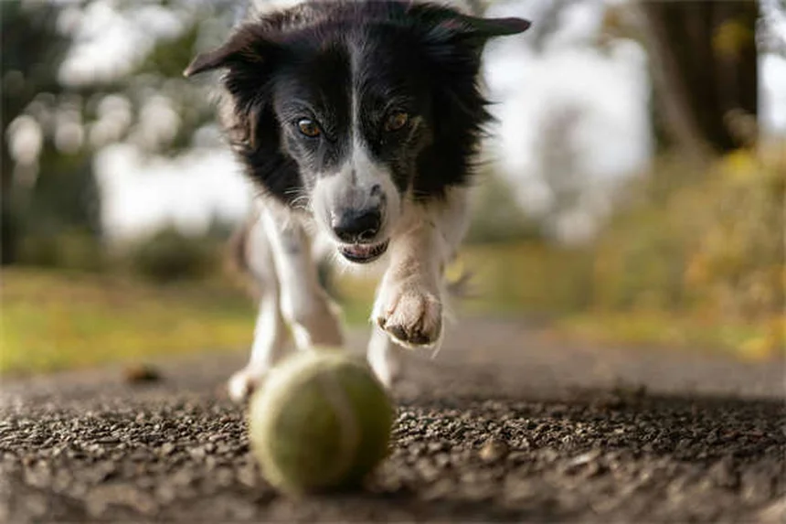 子犬の嘔吐と下痢、原因と病院に行くべきサインを獣医が解説