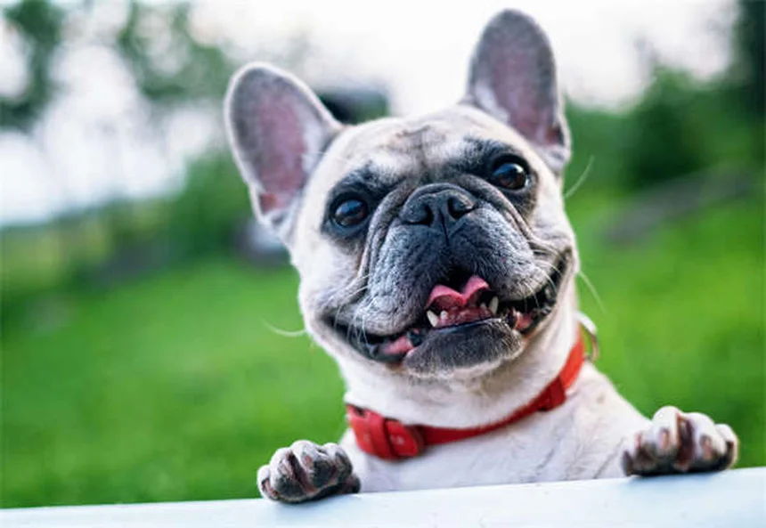 子犬の成長はいつ止まる？サイズ予測と注意点を徹底解説