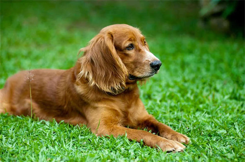 子犬の成長はいつ止まる？サイズ予測と注意点を徹底解説