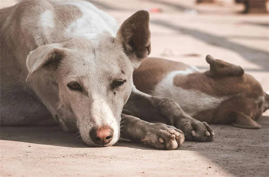 MDR1遺伝子って何？犬の薬リスクと影響受ける犬種