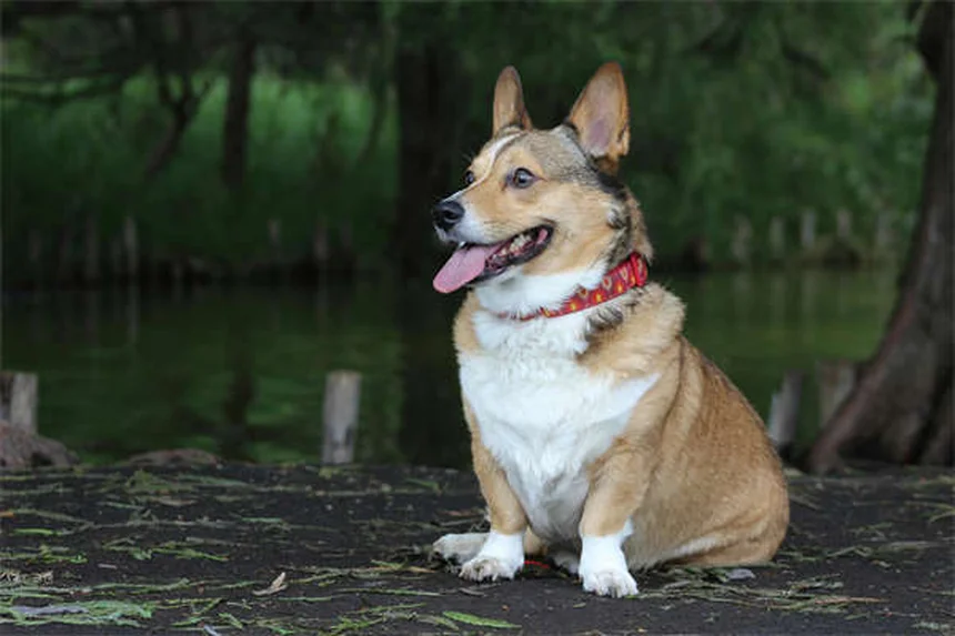 MDR1遺伝子って何？犬の薬リスクと影響受ける犬種