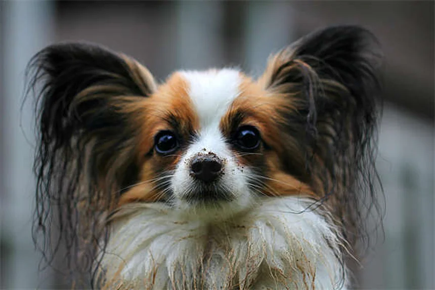 MDR1遺伝子って何？犬の薬リスクと影響受ける犬種