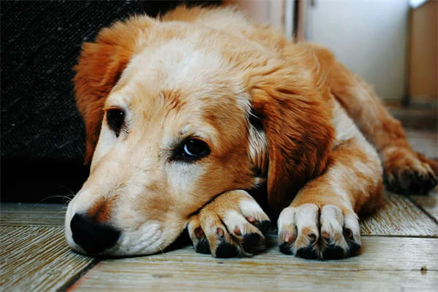 犬用サプリメント、本当に必要？獣医師が教える選び方と注意点