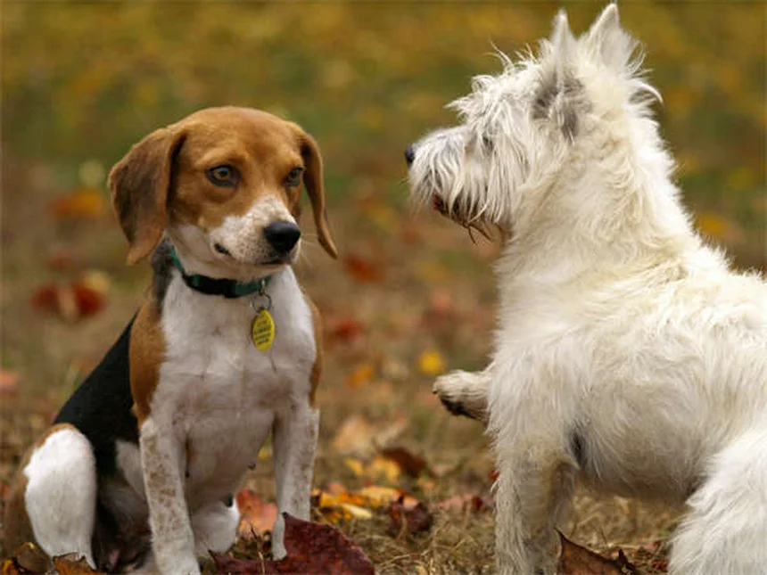 犬のフィラリア治療費：実際にかかるお金と知っておくべきこと