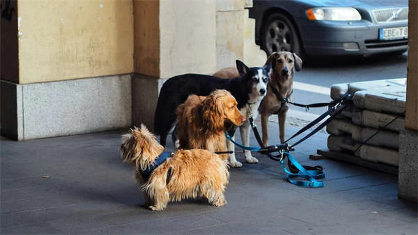 犬の水遊びで注意すべき7つの病気——知っておきたいリスクと対策