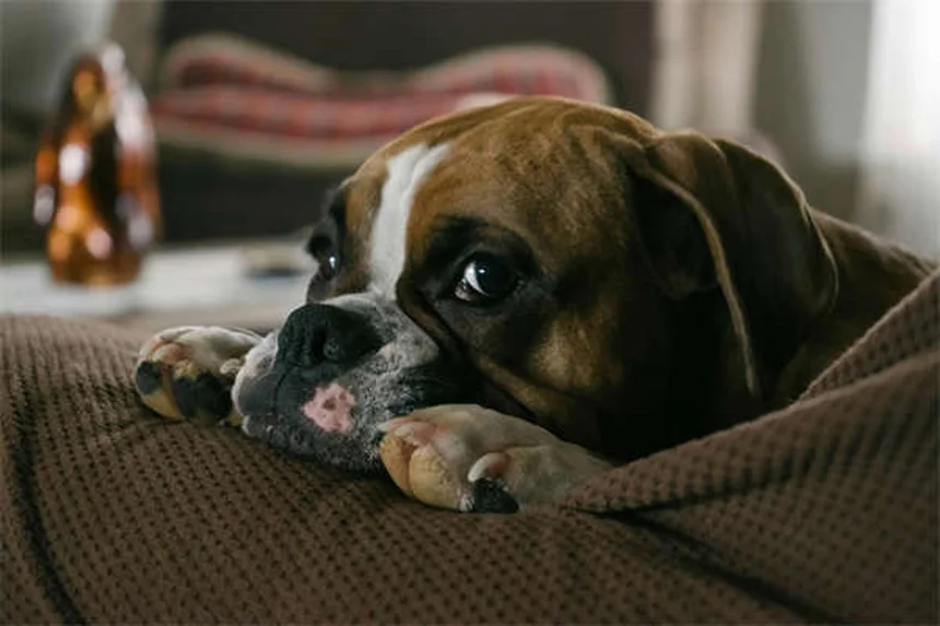犬の笑い声の真実！研究でわかった驚きの事実