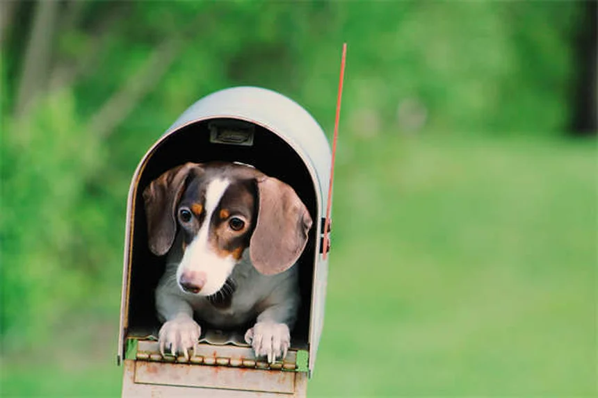 犬用コートは冬に必要？選び方を徹底解説