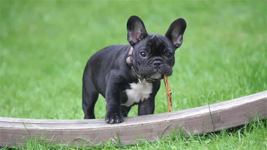犬のIMHA（免疫介導性溶血性貧血）を乗り越えるために飼い主が知るべきすべて