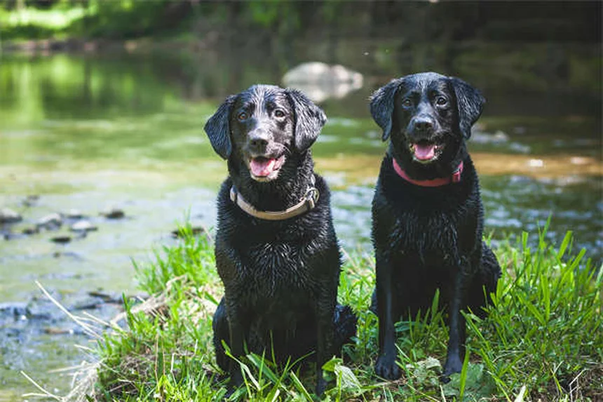 犬の尿失禁の原因と治療法を獣医師が解説