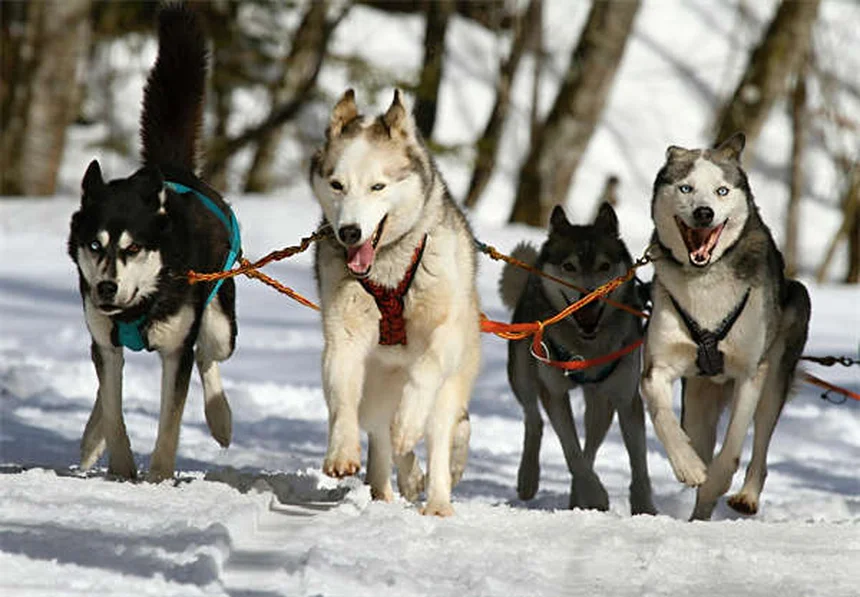 接触電圧から愛犬を守る5つの安全対策と基礎知識