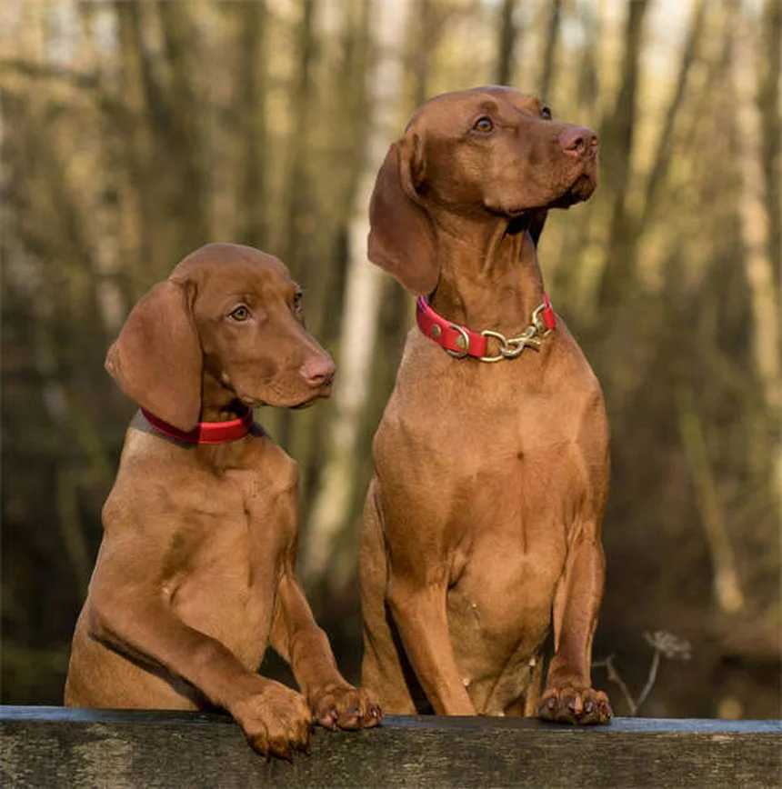 犬がうんちのあとに後ろ足を蹴る3つの理由と正しい対処法