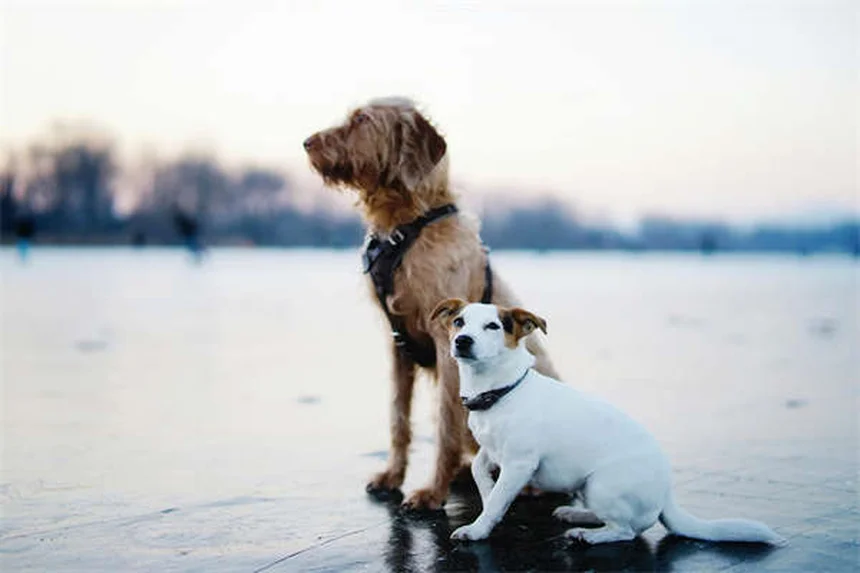 犬の水遊びで注意すべき7つの病気——知っておきたいリスクと対策